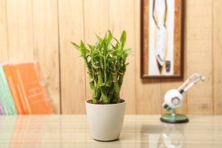 Nurturing Green Lucky Bamboo Cage Indoor Plant
