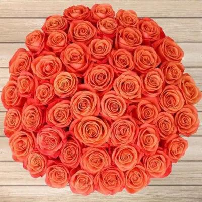 Orange Roses