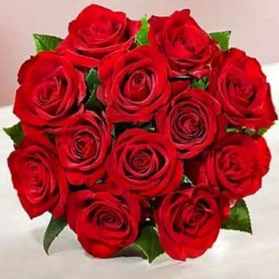 Shades Of Love Red Rose