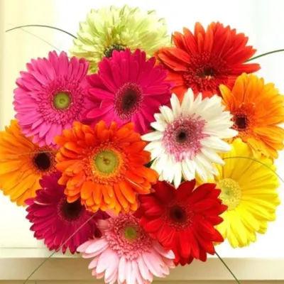 Gerbera Bouquet