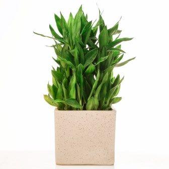Lucky Bamboo 3 layer Marble Finish ceramic Pot
