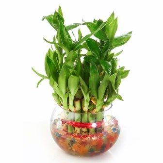 Lucky Bamboo Two Layer round glass pot Plant