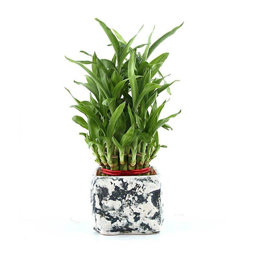 Charming Lucky Bamboo Plant Blue